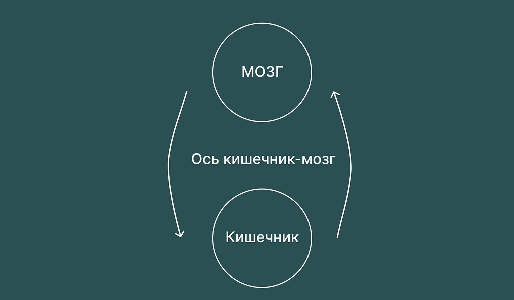 Ось кишечник-мозг